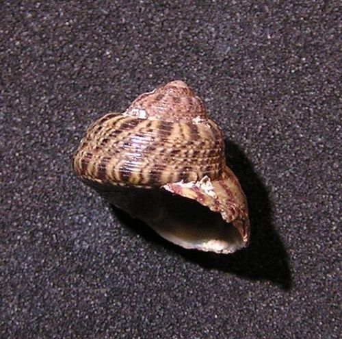 Gibbula spurca